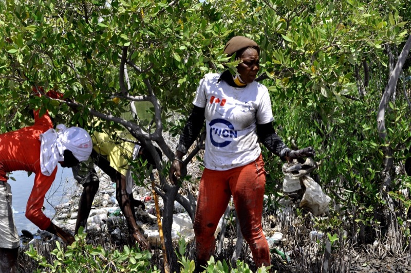 des travailleurs qui réhabilitent une forêt de mangrove