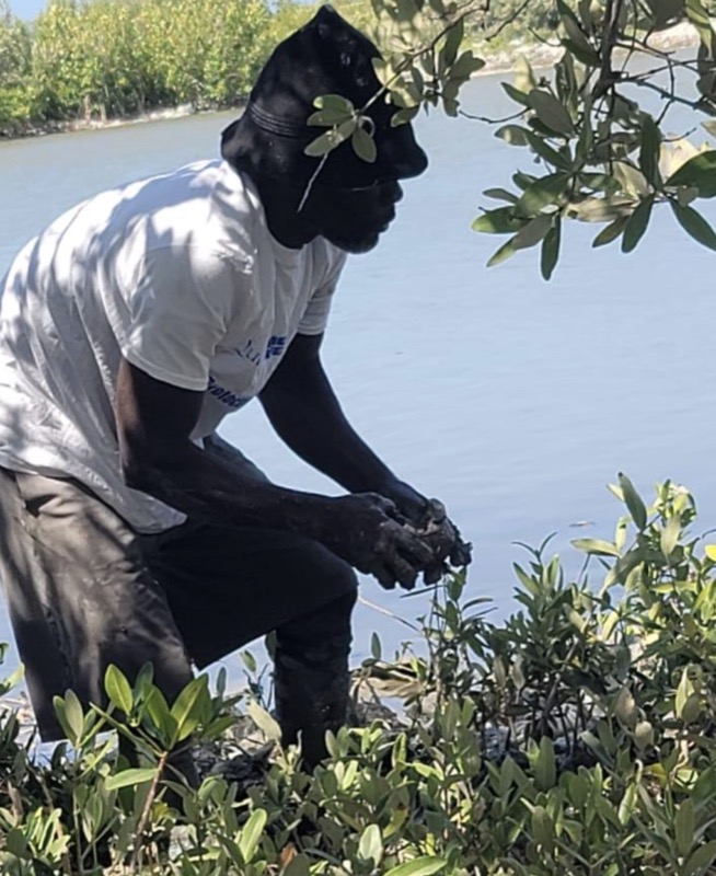 Une personne devant des plantules de mangroves