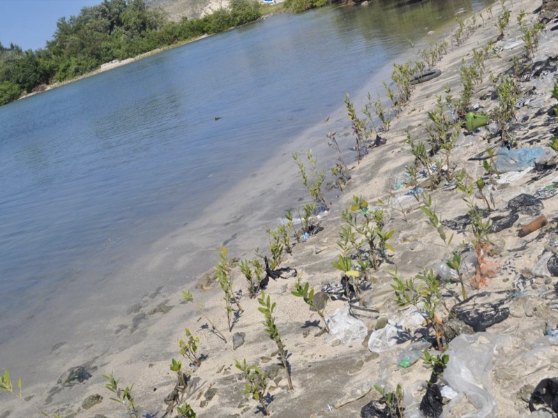 Plantules de mangroves