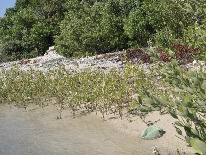 Plantules de mangroves