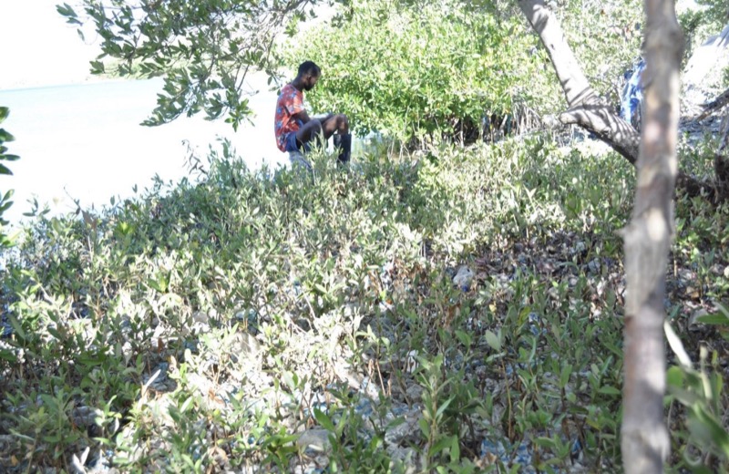 Une personne devant des plantules de mangroves